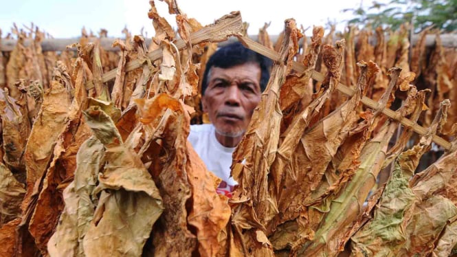 Pakar Merespons RPP Kesehatan yang Mengajukan Larangan Terhadap Produk Tembakau