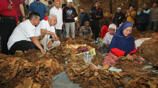 Ganjar Berencana Menjadikan Jawa Tengah Sebagai Pusat Produksi Tembakau di Indonesia