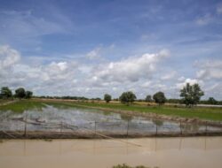 Pemkab Bombana Sultra Meminta Bantuan Pusat Akibat Ratusan Hektare Sawah Gagal Panen karena Banjir