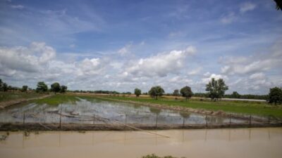 Pemkab Bombana Sultra Meminta Bantuan Pusat Akibat Ratusan Hektare Sawah Gagal Panen karena Banjir