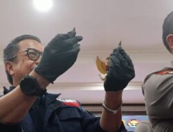 Badak Cula Satu Diincar di Perburuan Internasional