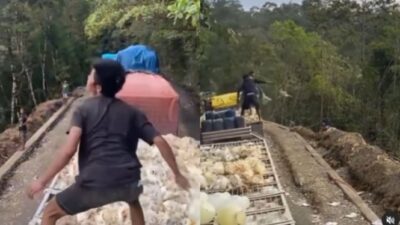 Ayam Ratusan Mati Setelah Terjebak Macet Selama Dua Hari di Sulawesi, Kemudian Dibuang ke Jurang oleh Truk