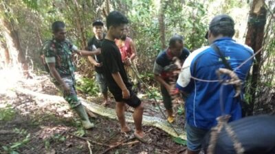 Wanita di Luwu Tewas Tragis Setelah Diserang Ular Piton 8 Meter