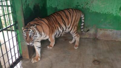 Harimau ‘Si Manis’ yang Berusia Lanjut di Medan Zoo Meninggal, Bobby Nasution Merasa Sedih